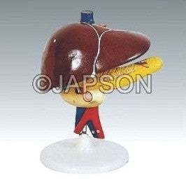 Human Liver Pancreas And Duodenum Human Liver Pancreas And Duodenum
